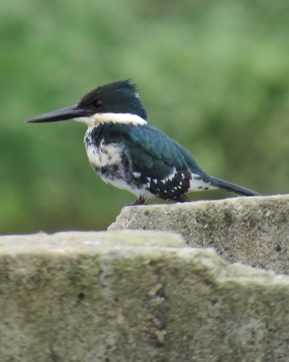 Foto Martín Pescador Chico