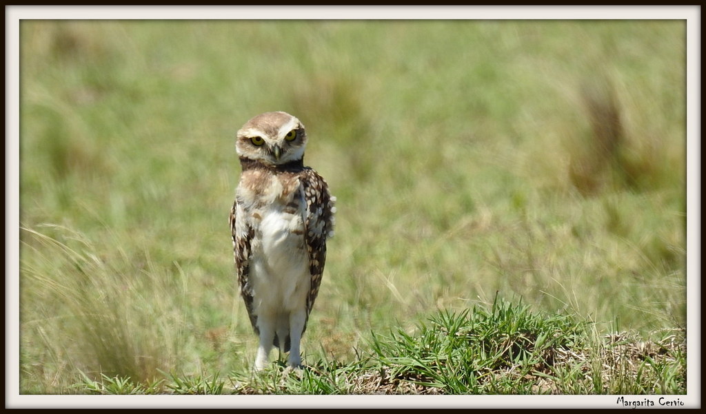 Foto Lechucita Vizcachera
