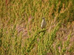 Foto Caminheiro-de-espora