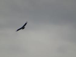 Foto Condor-dos-andes