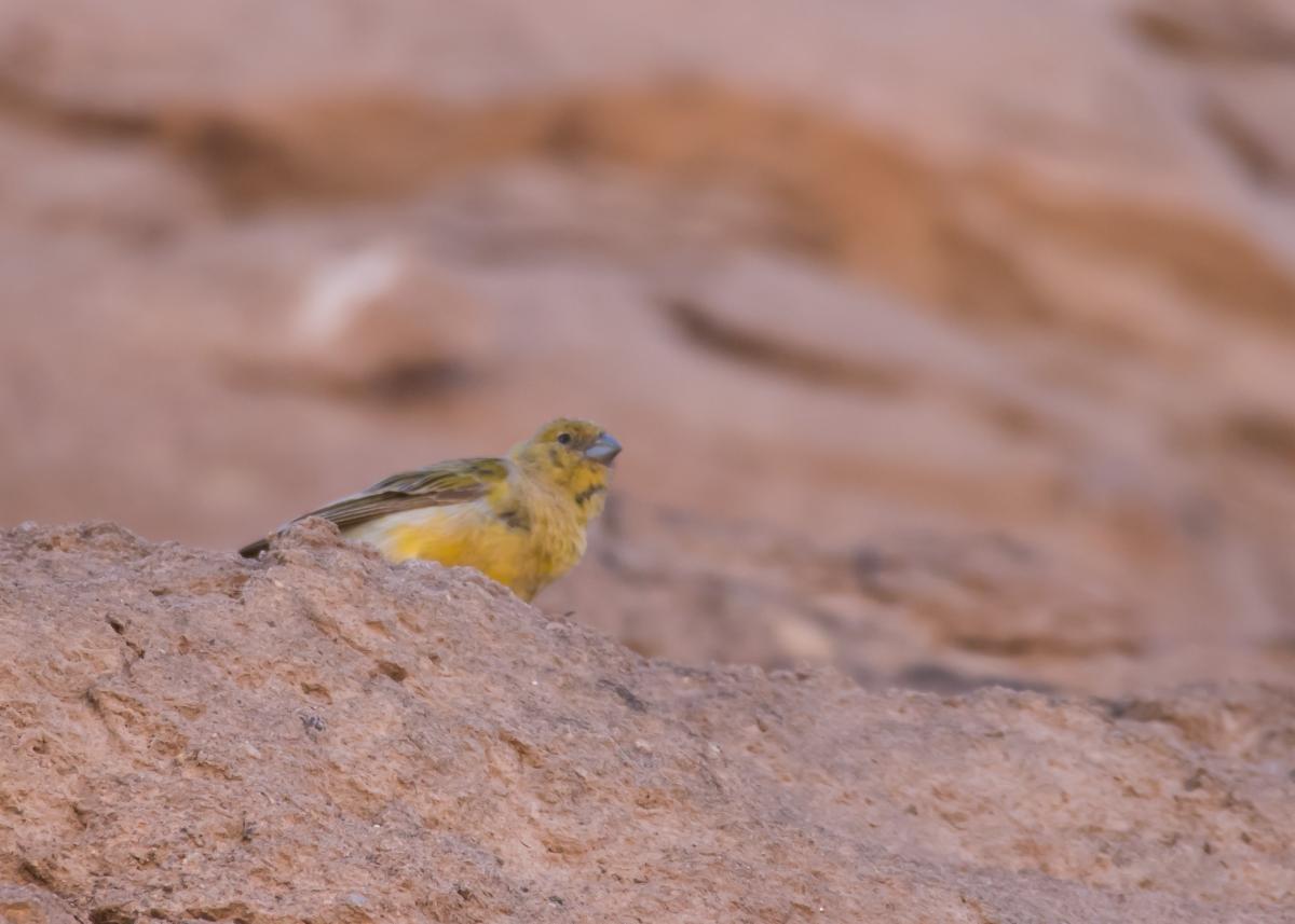 Photo Jilguero de Monte