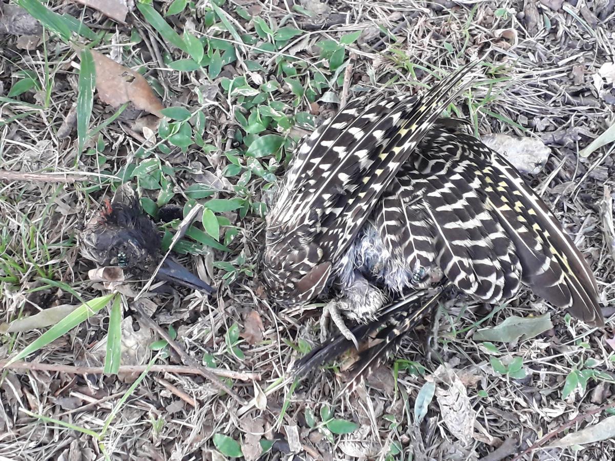 Foto Carpintero Real Común