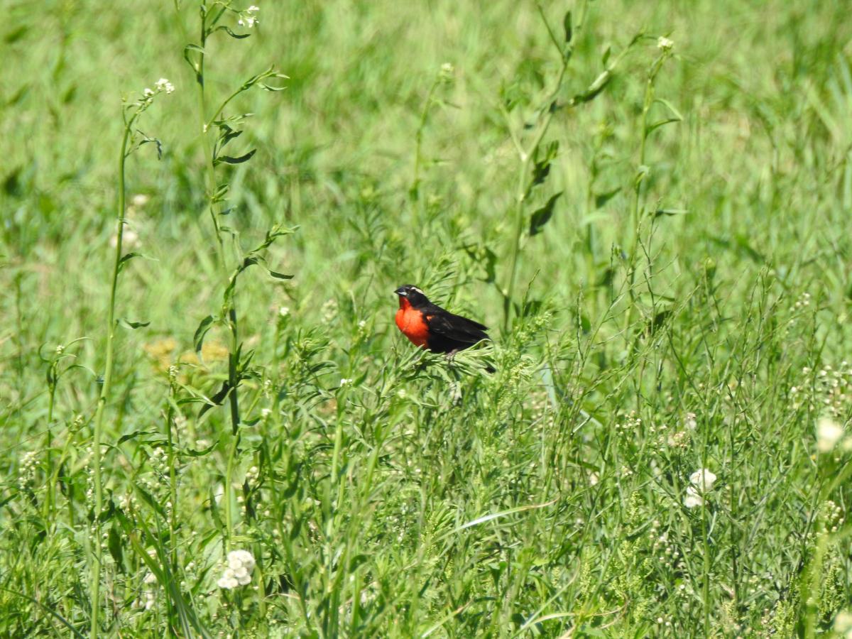 Photo Pecho Colorado