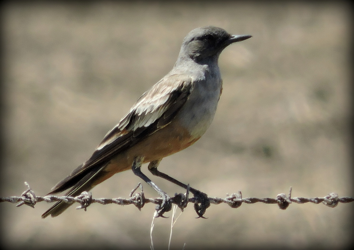 Foto Monjita Chocolate