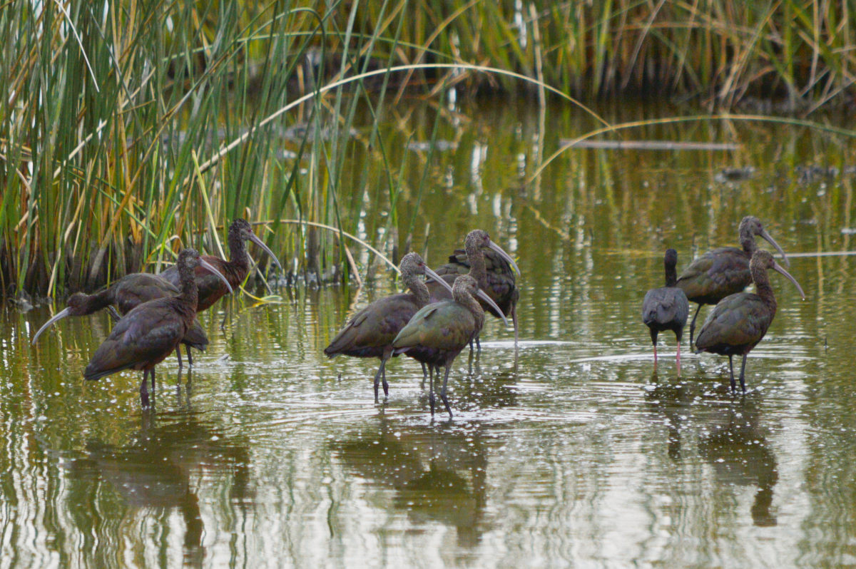 Photo Cuervillo de Cañada