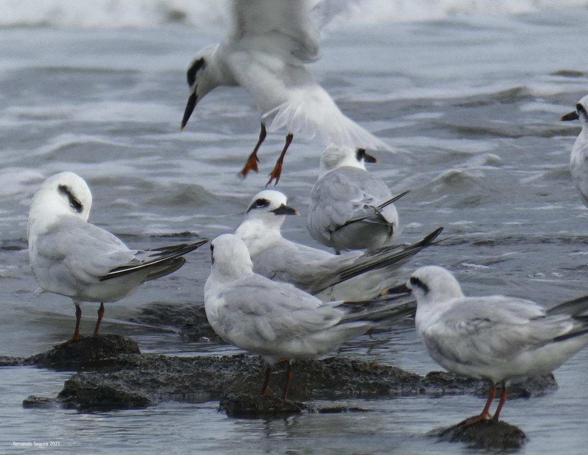 Foto Gaviotín Lagunero