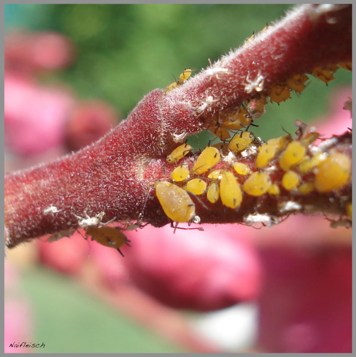 Foto Pulgón de la Adelfa