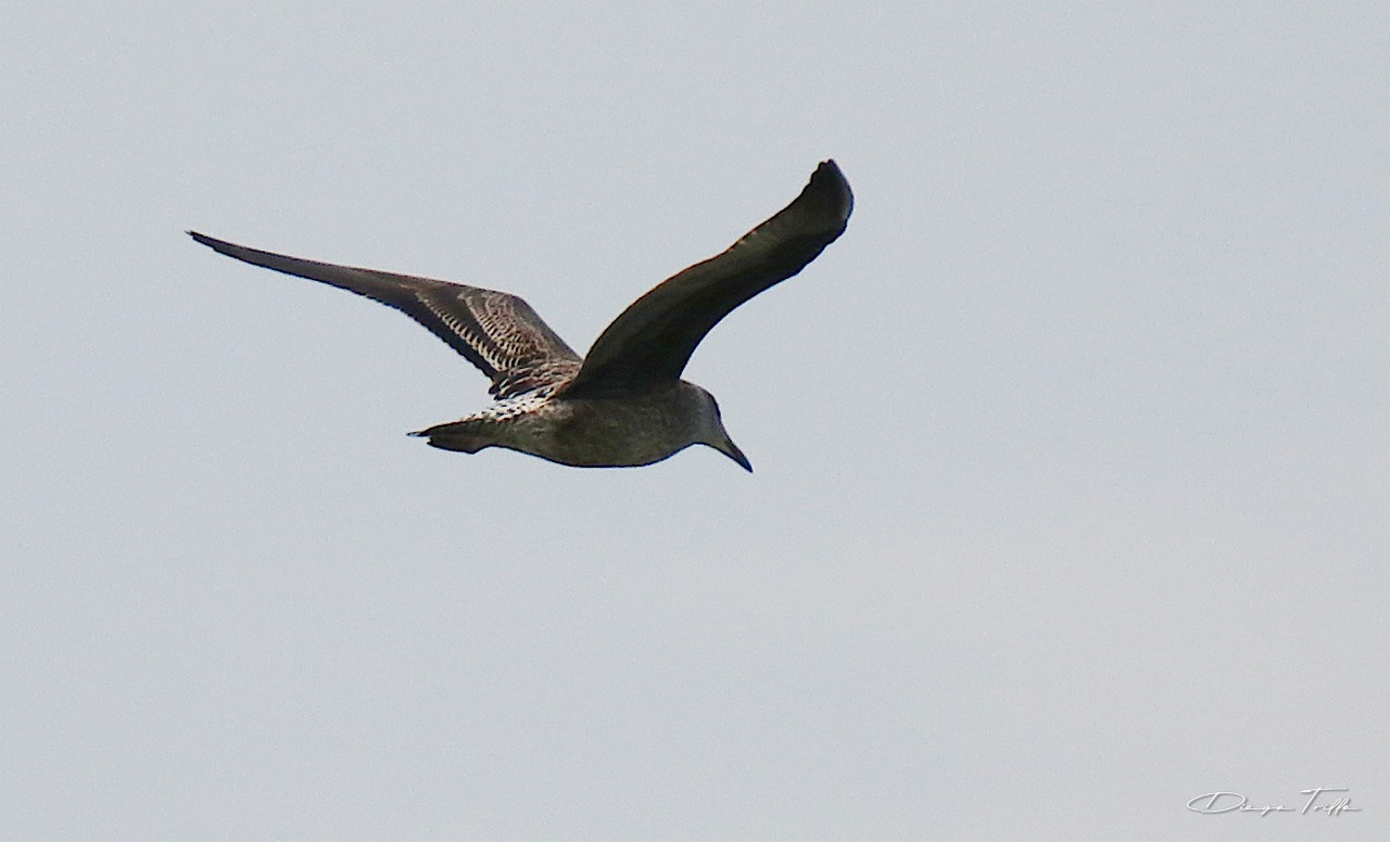 Foto Gaviota Cocinera