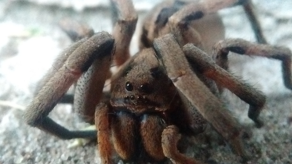 Foto Araña Lobo De Quelíceros Rojos