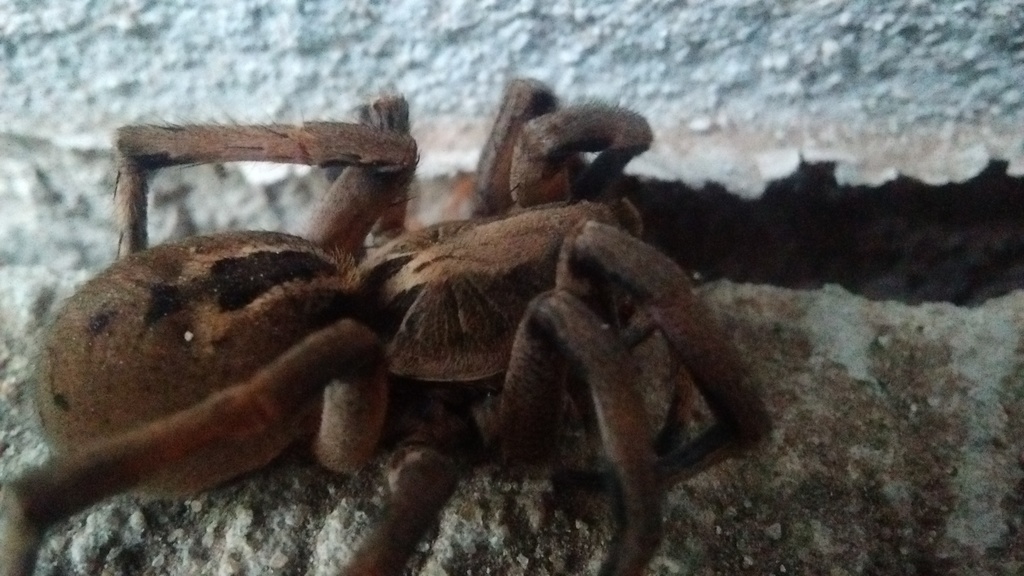 Foto Araña Lobo De Quelíceros Rojos