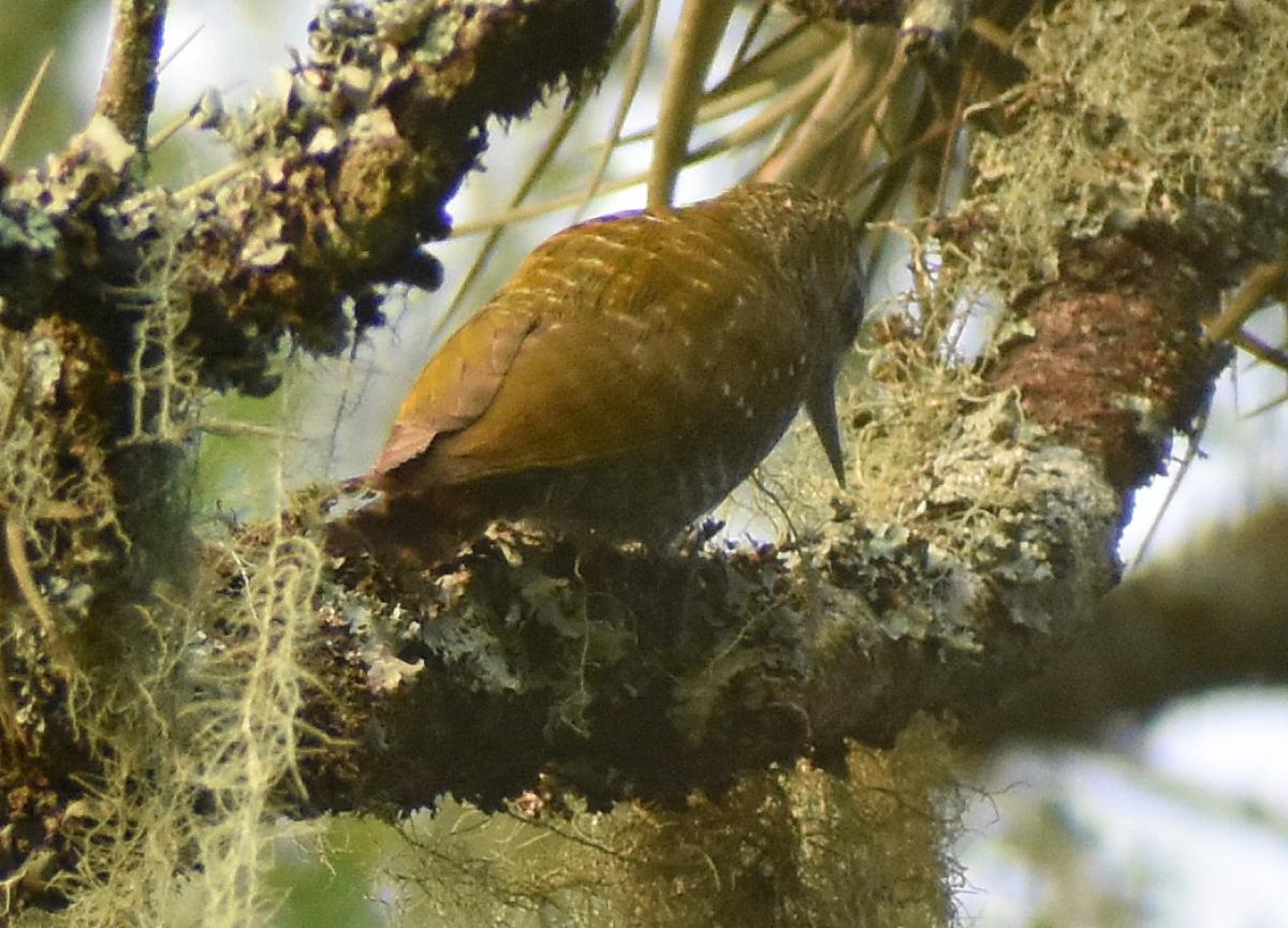 Foto Carpintero Oliva Yungueño