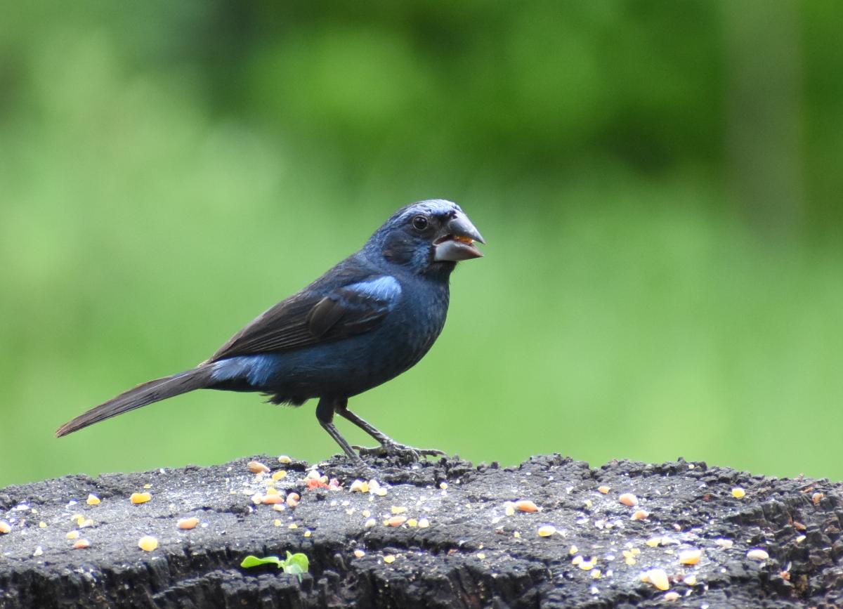 Foto Reinamora Grande