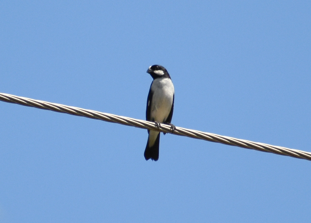 Foto Corbatita Overo