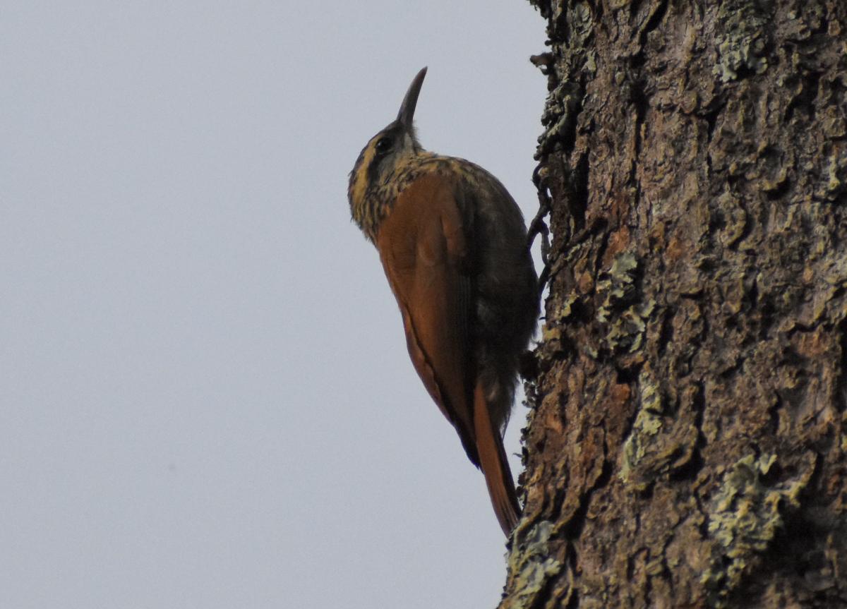 Foto Chinchero Chico