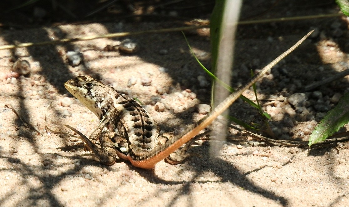 Foto Lagartija de Freiberg