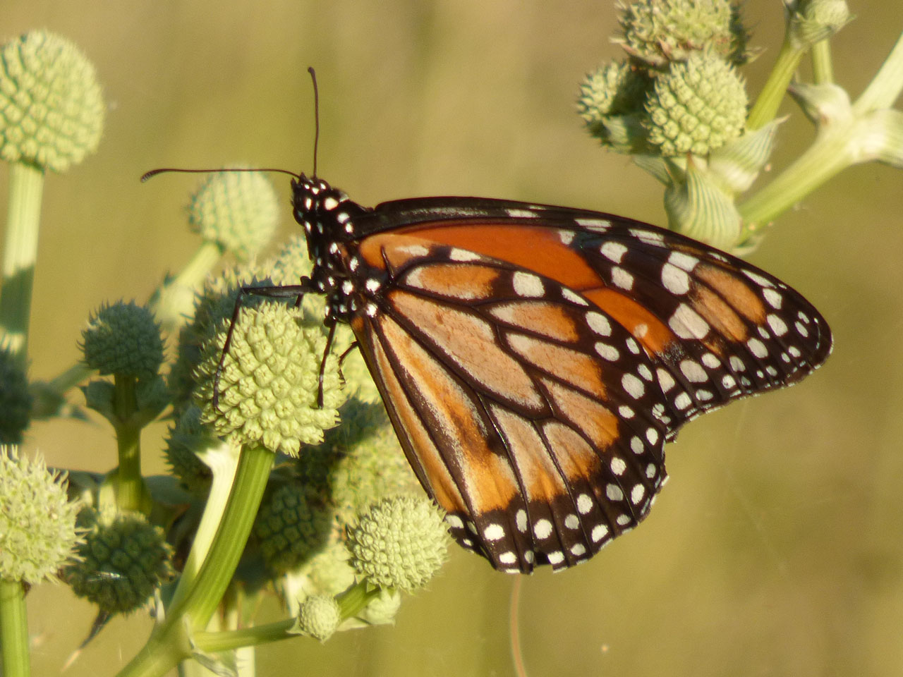 Foto Monarca del Sur