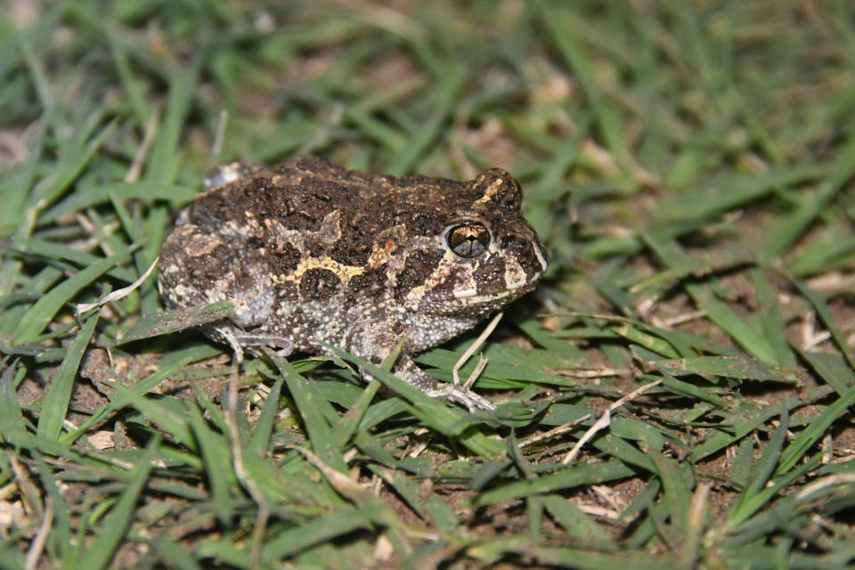 Foto Escuercito Común