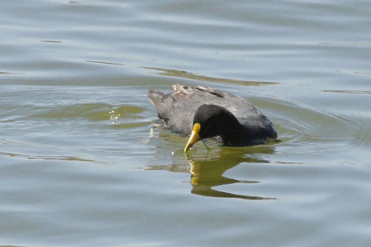 Foto Gallareta Chica