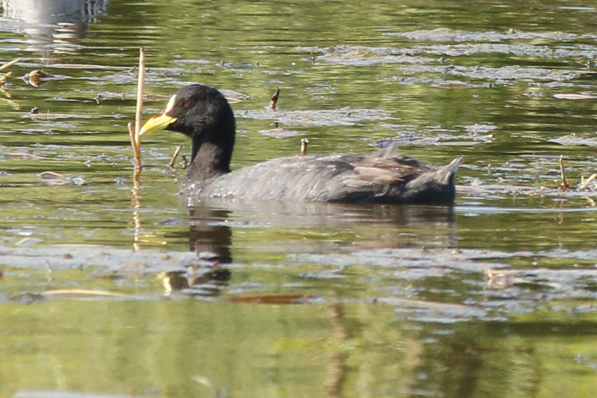 Foto Gallareta Ligas Rojas