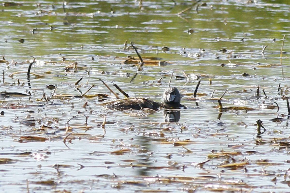 Foto Macá Pico Grueso