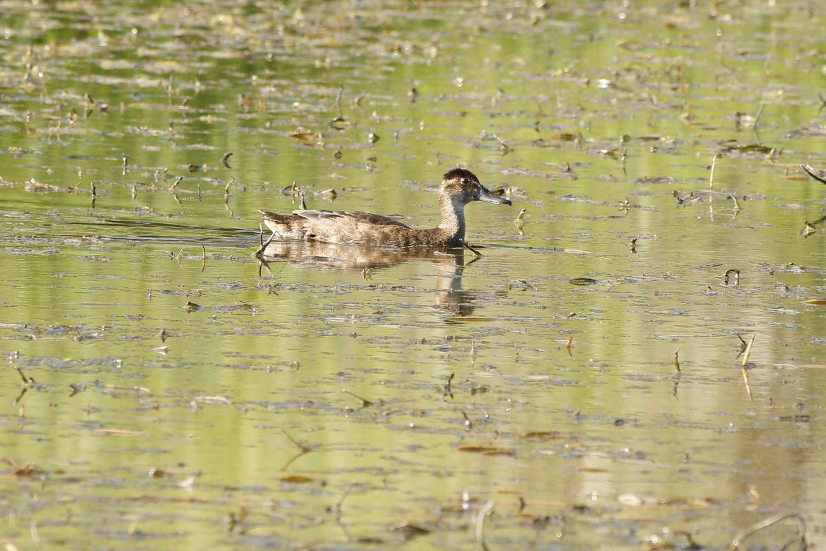 Foto Pato Cabeza Negra