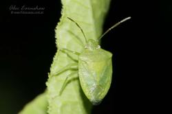  (Thyanta aeruginosa)