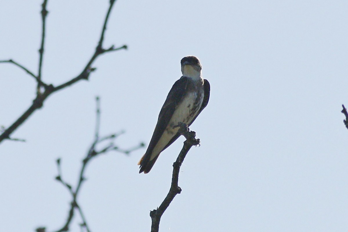 Foto Golondrina Parda