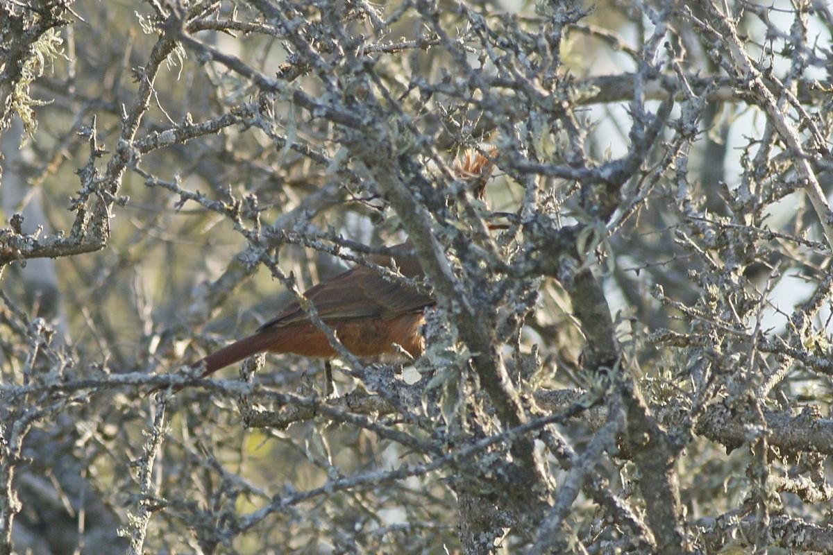 Foto Cacholote Castaño
