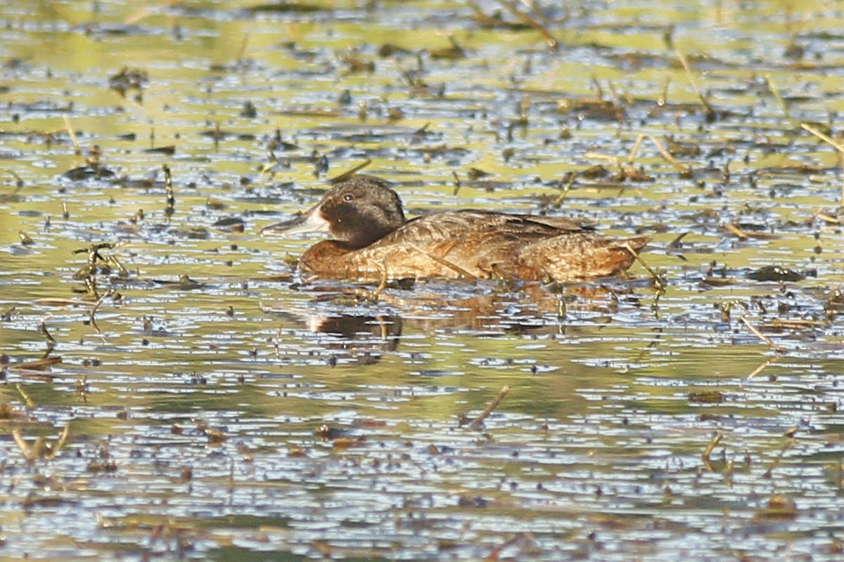 Foto Pato Cabeza Negra