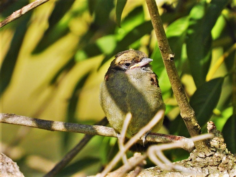 Foto Tuquito Gris