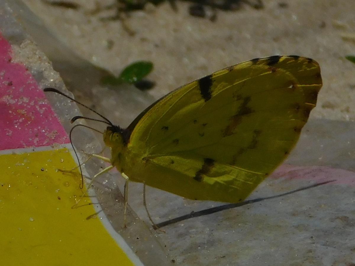 Foto Limoncito Común