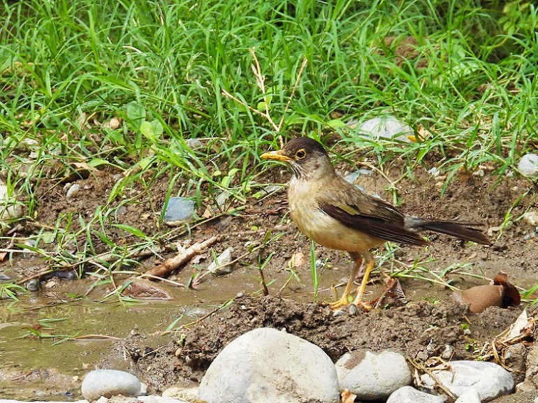 Foto Zorzal Patagónico