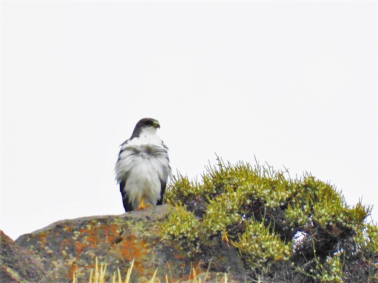 Foto Aguilucho Común