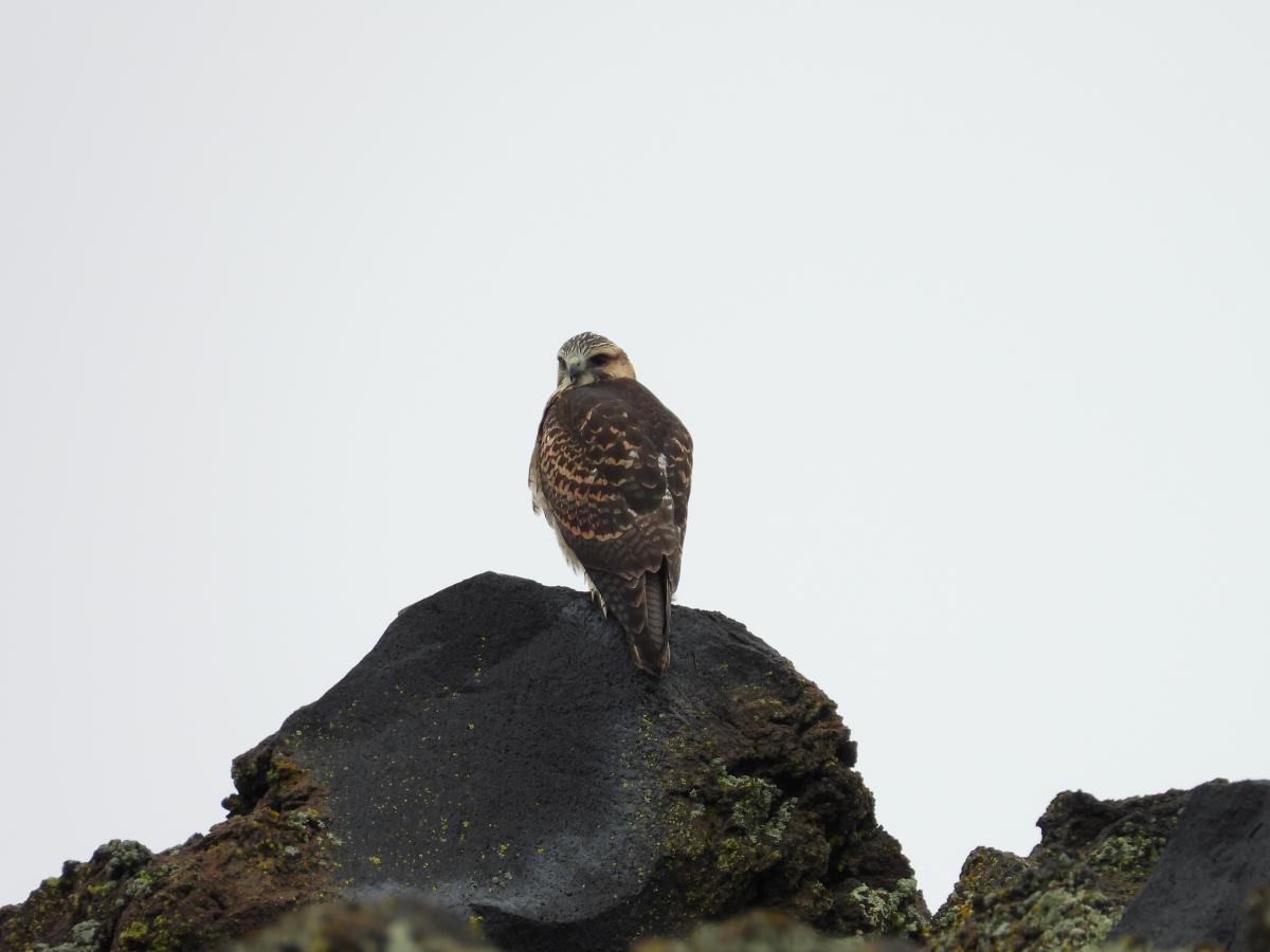 Foto Aguilucho Común