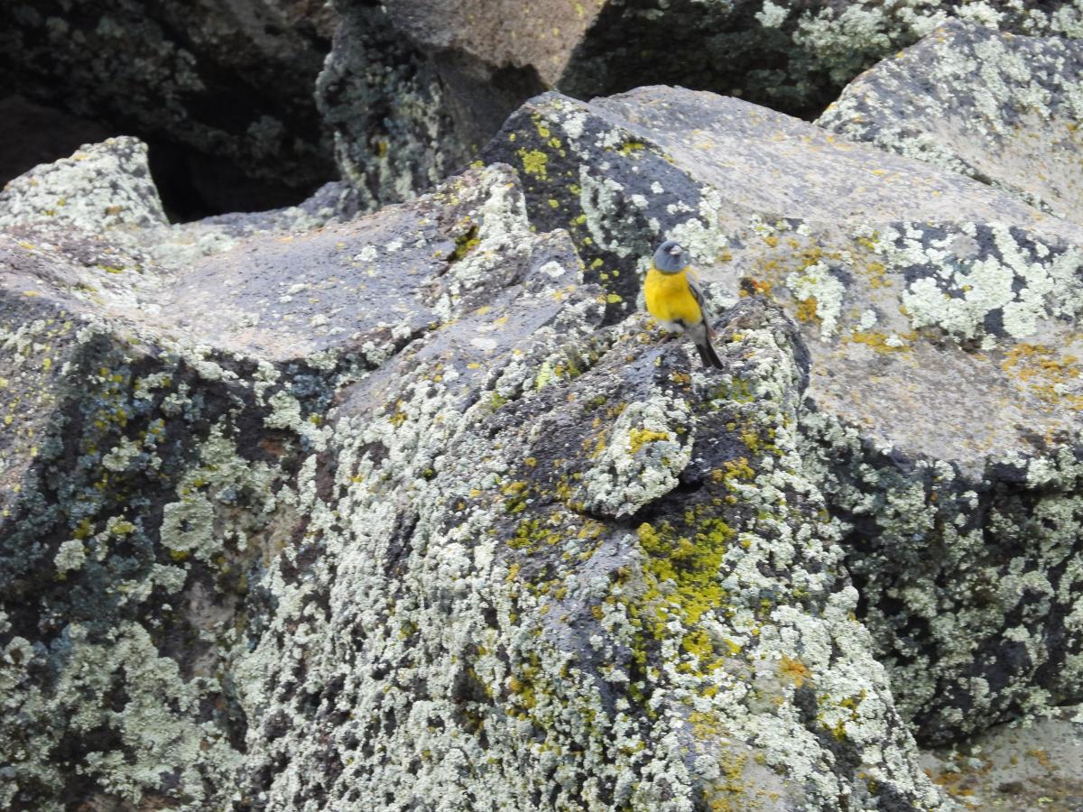 Foto Comesebo Andino