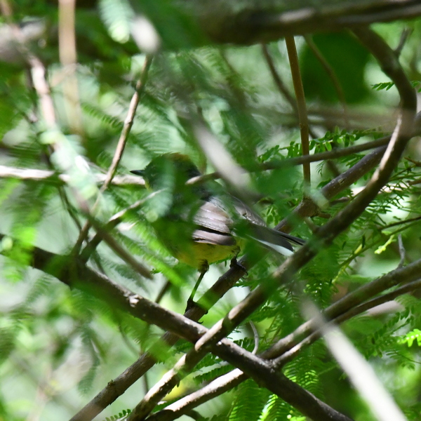 Foto Arañero Corona Rojiza