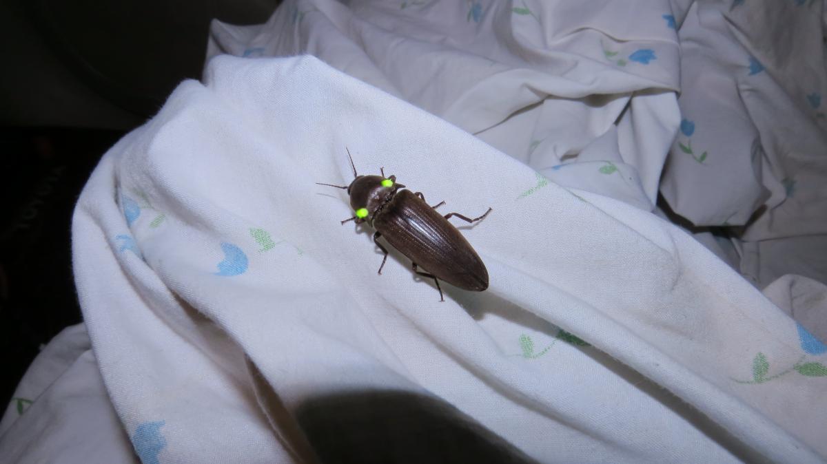 Foto Tuco Luciérnaga