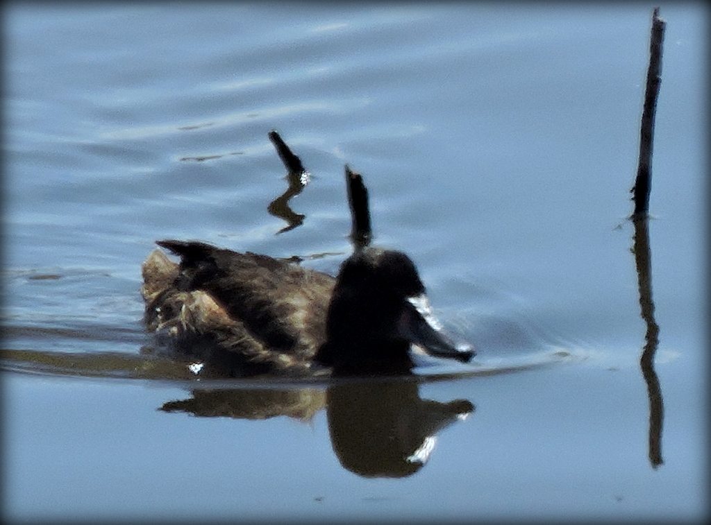 Foto Pato Cabeza Negra