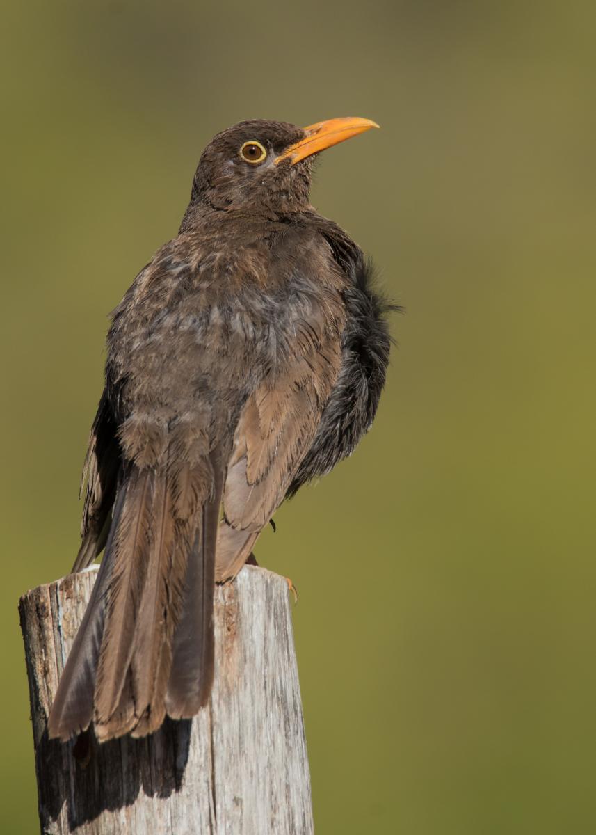 Foto Zorzal Chiguanco