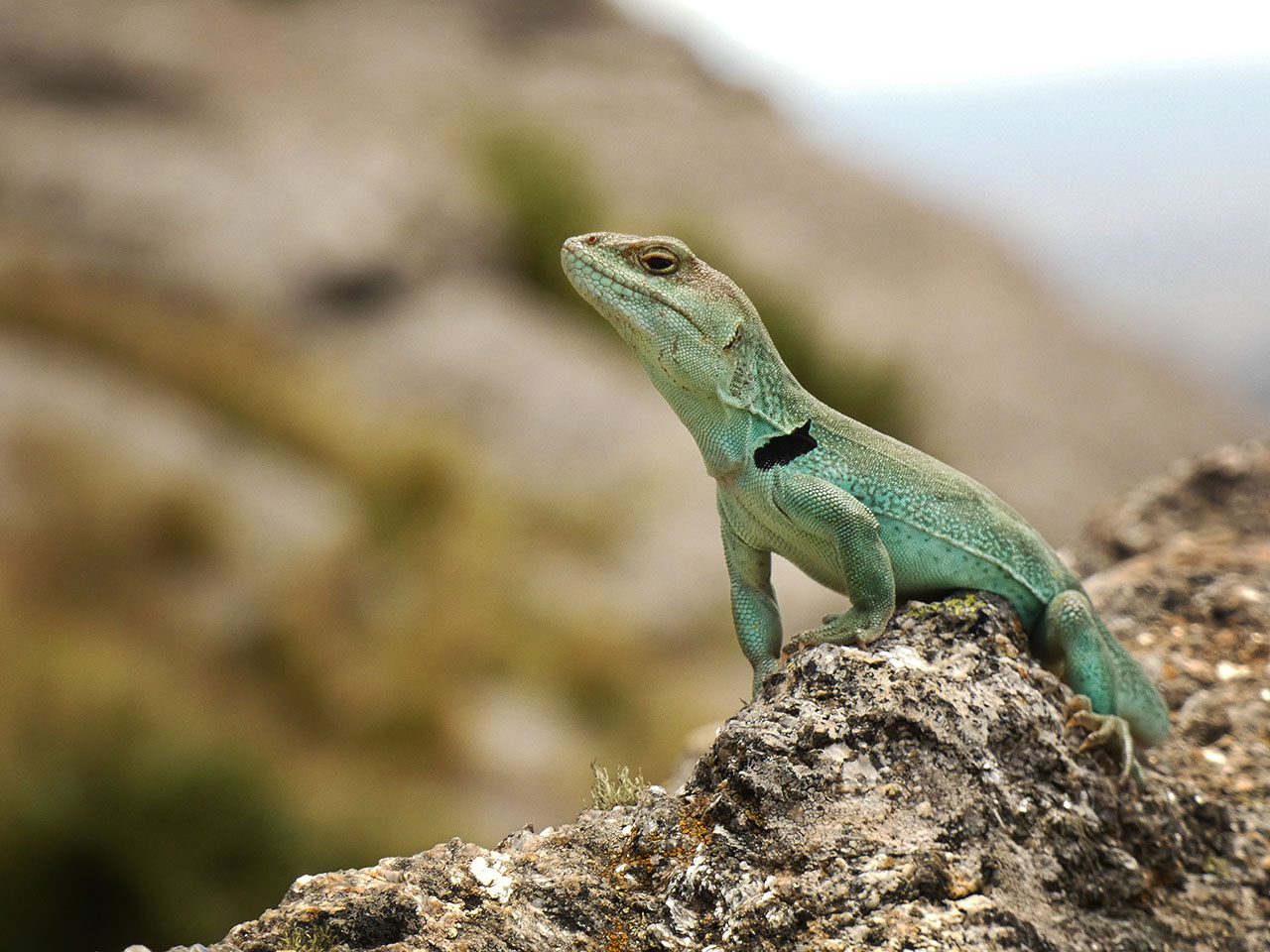 Foto Lagarto de Cobre