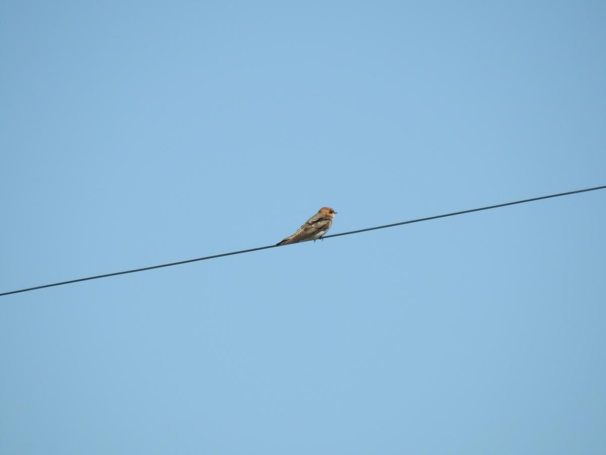 Foto Golondrina Cabeza Rojiza