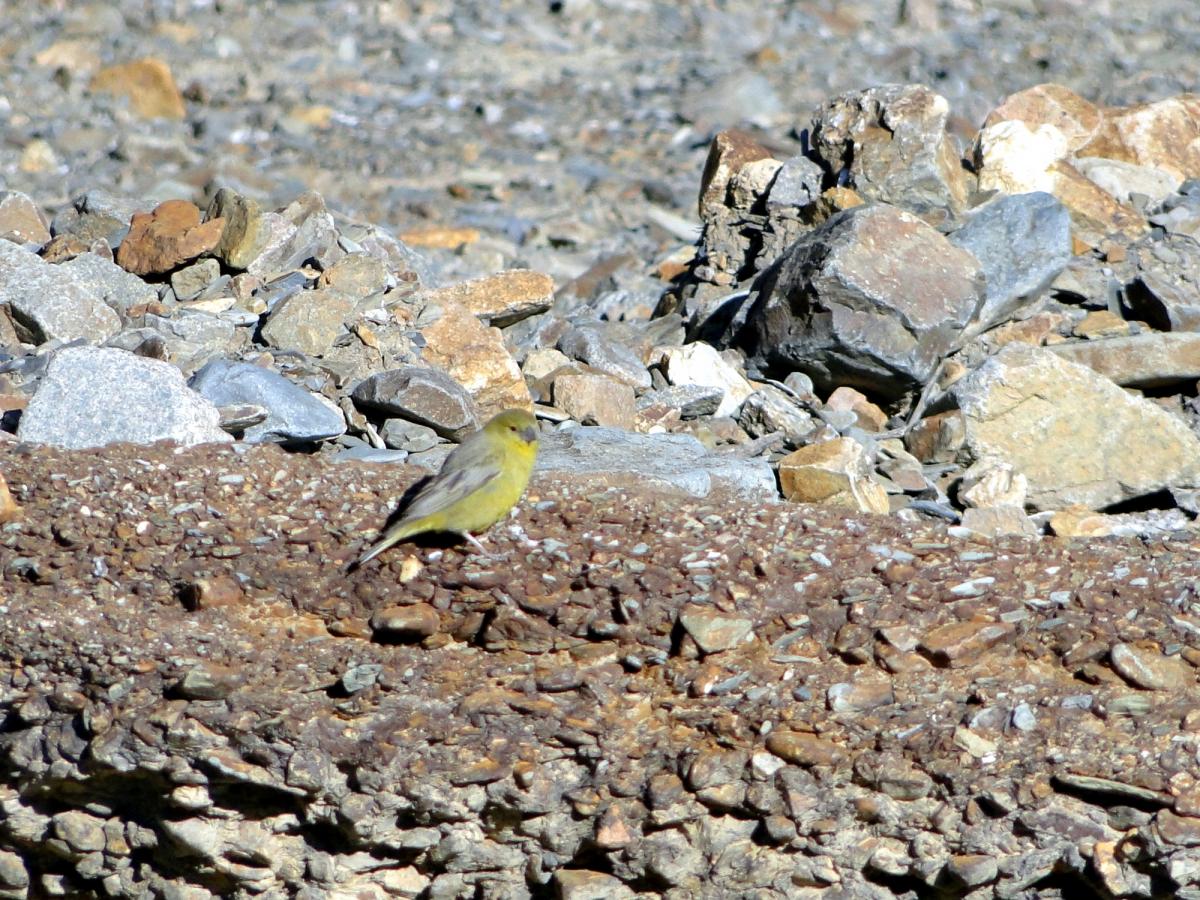 Foto Jilguero Oliváceo