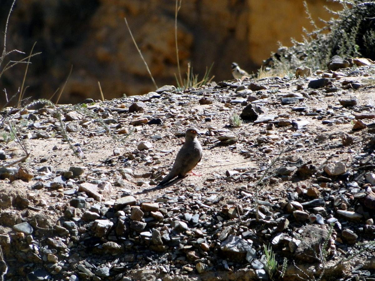 Photo Palomita Ojo Desnudo