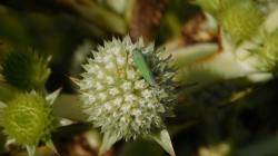 Photo Chicharrita Verde