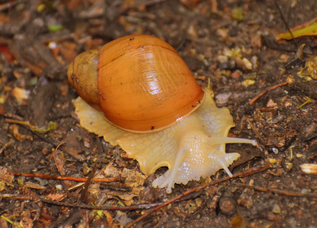 Foto Caracol de Boca Rosada