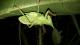 Panacanthus cuspidatus