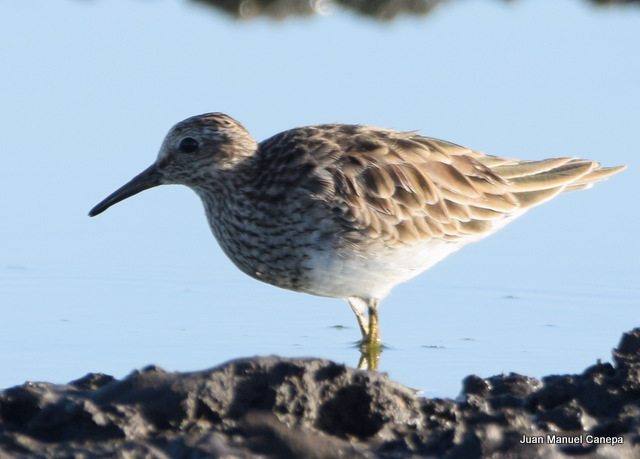 Foto Playerito Pectoral