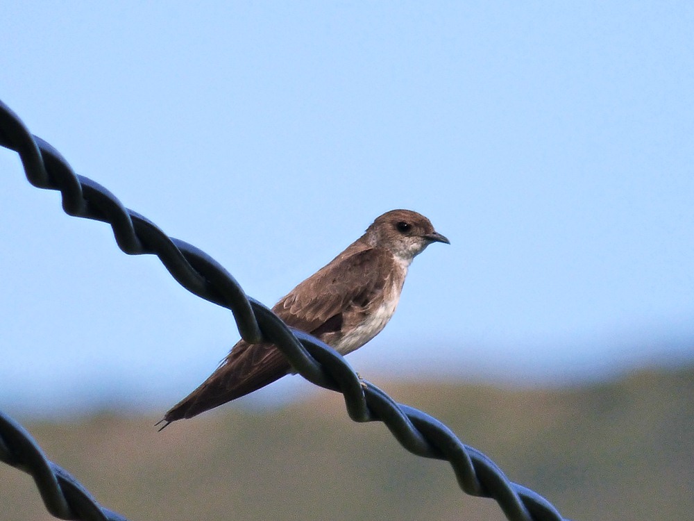 Foto Golondrina Parda
