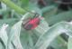 Largus rufipennis