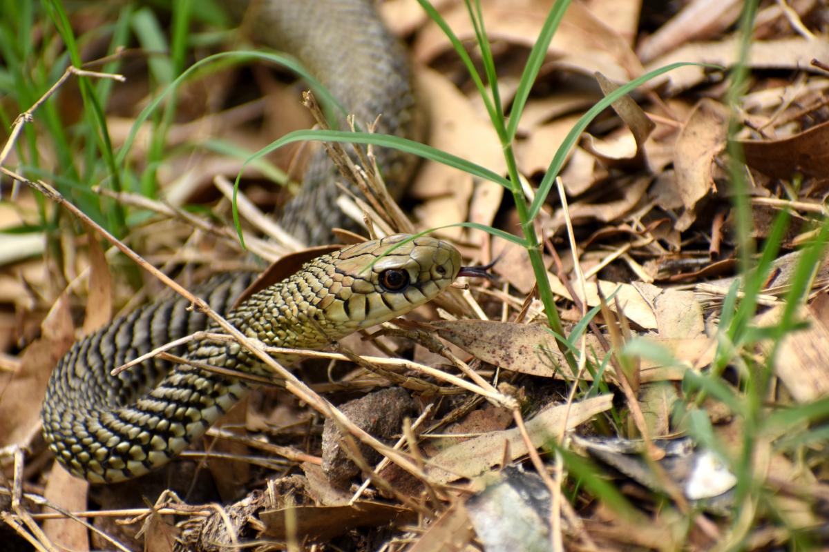 Foto Culebra del Pastizal